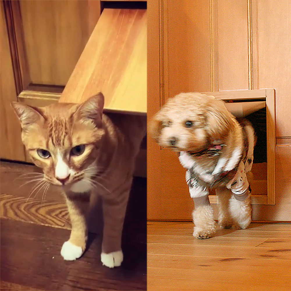 ペットドアをくぐり好奇心を満たすペットの様子