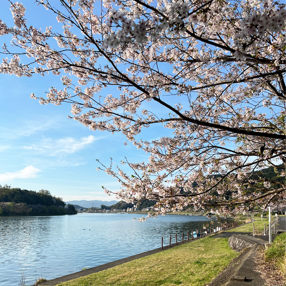 桜に学ぶ癒しの店舗改装。木製ドアで叶える「帰りたくなる」玄関作り