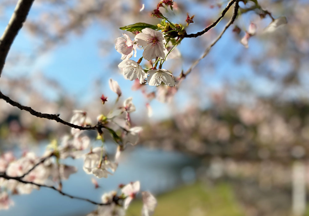 繊細な表情を見せる満開の桜：自然界の1/fゆらぎ
