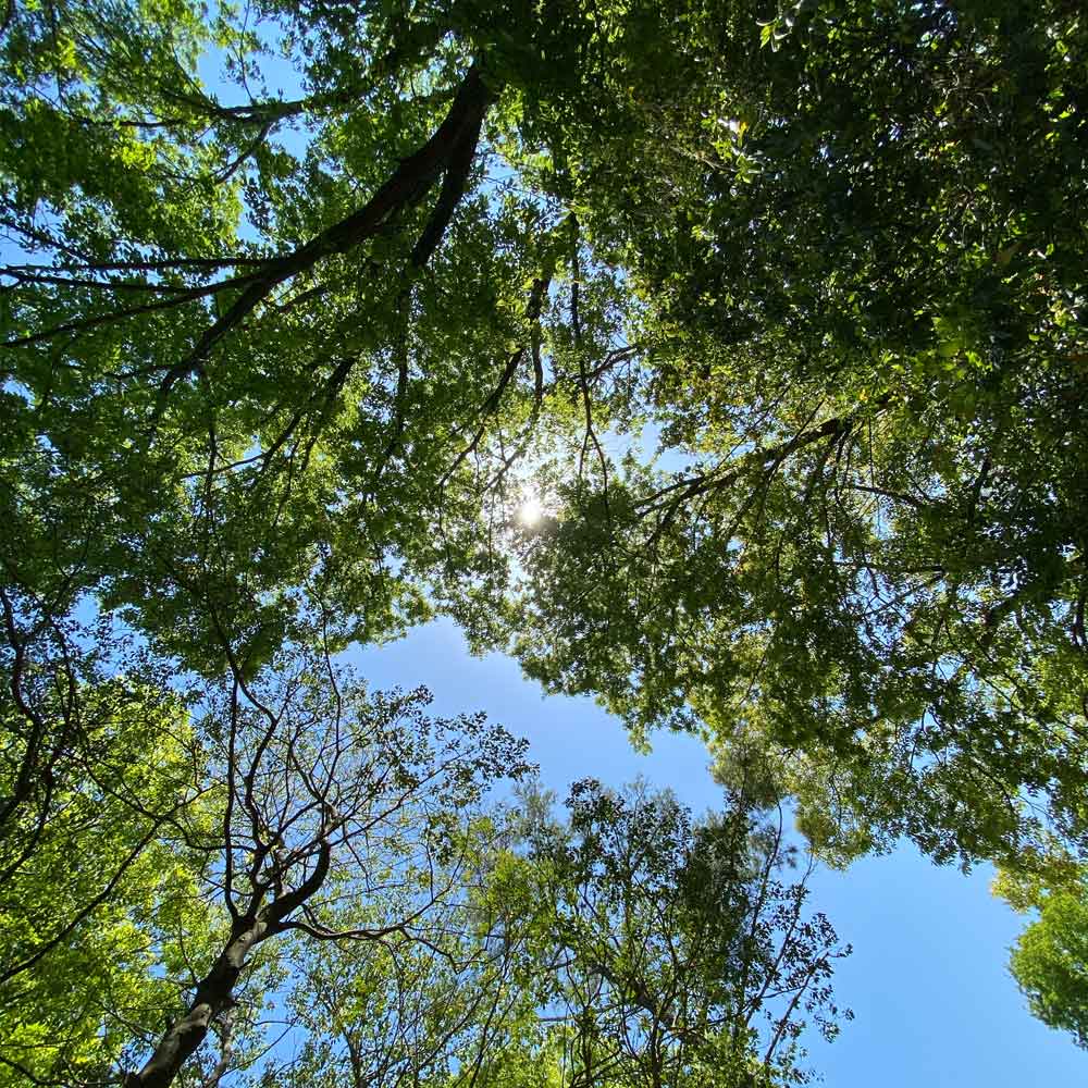 都会の利便性が奪う「豊かな感性」：太陽の光を透かしてきらめく緑の葉っぱ