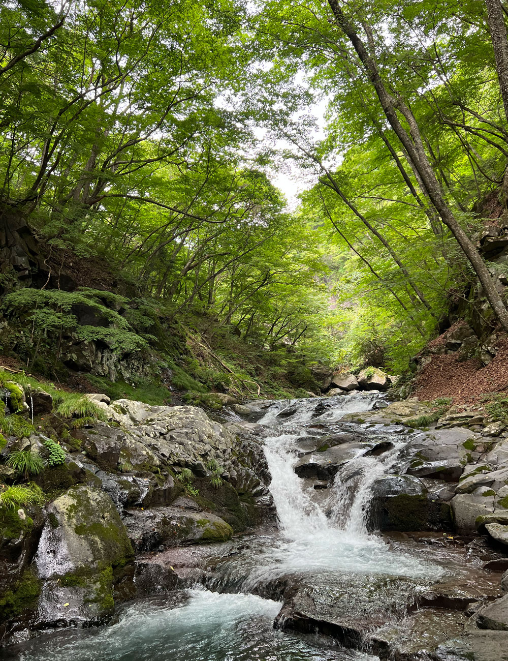 渓流のせせらぎと森の呼吸に包まれる、山の時間
