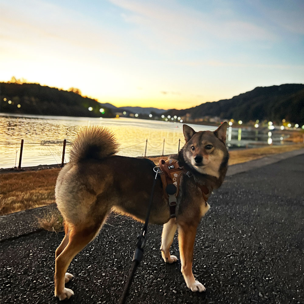 愛犬との早朝散歩で朝を迎える私の『秘密のルーティン』